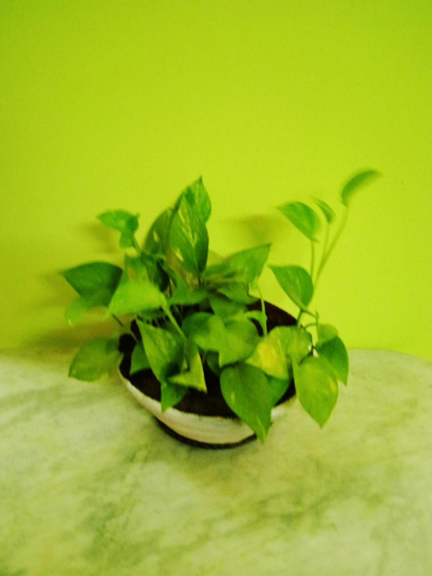 Bhoboghure Homestay Santiniketan Bolpur Bagian luar foto